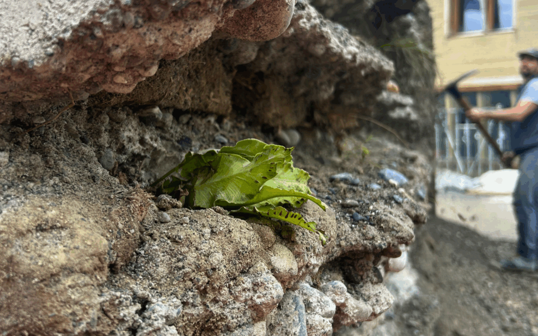 Grün statt Grau: In Kloten wird ein innovatives Stück Mauer erprobt
