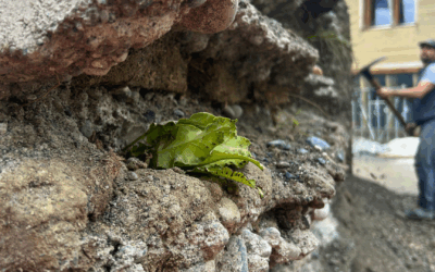 Grün statt Grau: In Kloten wird ein innovatives Stück Mauer erprobt